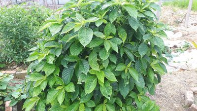 Strobilanthes crispa, photographed by Ong Jyh Seng