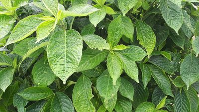 Strobilanthes crispa, photographed by Ong Jyh Seng