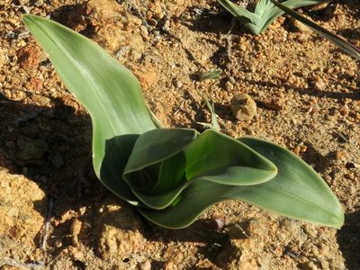 Colchicum albomarginatum, photographed by Kevin Murray