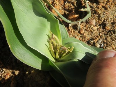 Colchicum albomarginatum, photographed by Kevin Murray