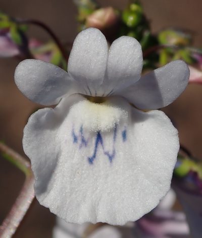 Nemesia elata, photographed by Nicola van Berkel