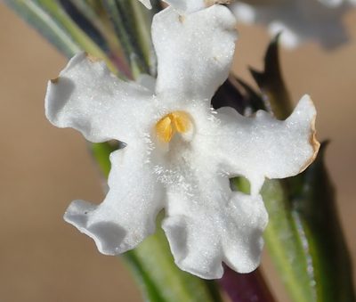 Chascanum cernuum, photographed by Nicola van Berkel