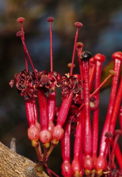 Globimetula mweroensis, photographed by i_c_riddell
