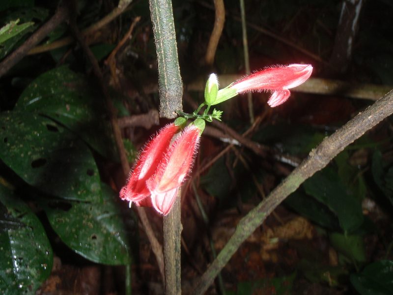 Isoglossa candelabrum, photographed by Carrie Seltzer