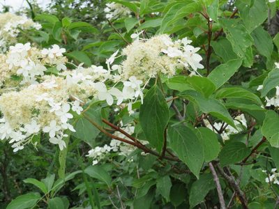 Hydrangea paniculata, photographed by Marco Mussita