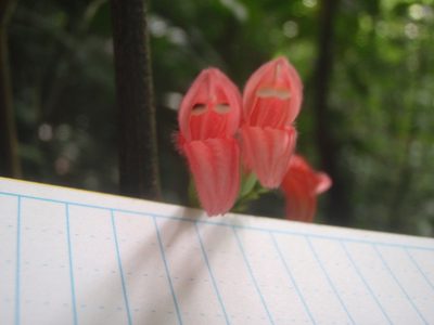 Isoglossa candelabrum, photographed by Carrie Seltzer