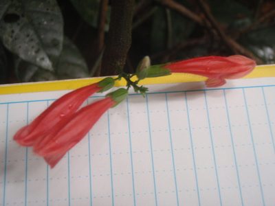 Isoglossa candelabrum, photographed by Carrie Seltzer