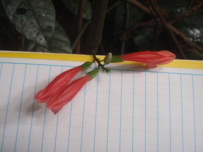 Isoglossa candelabrum, photographed by Carrie Seltzer