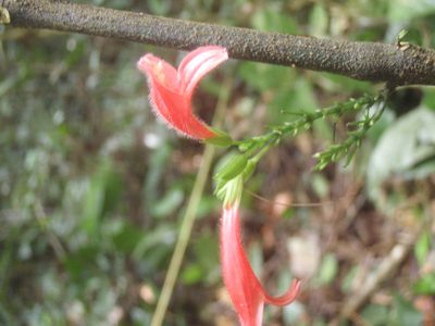 Isoglossa candelabrum, photographed by Carrie Seltzer