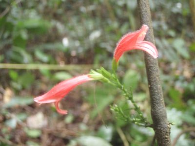 Isoglossa candelabrum, photographed by Carrie Seltzer
