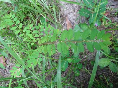 Phyllanthus caroliniensis, photographed by Thomas Koffel