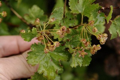 Physocarpus monogynus, photographed by Eric Knight