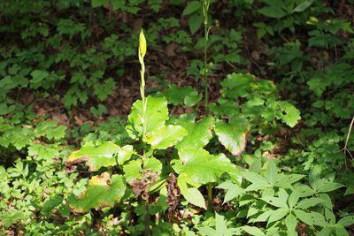 Cardiocrinum cordatum, photographed by harum.koh