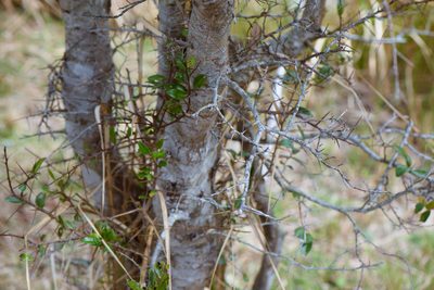 Scolopia oldhamii, photographed by Cheng-Tao Lin