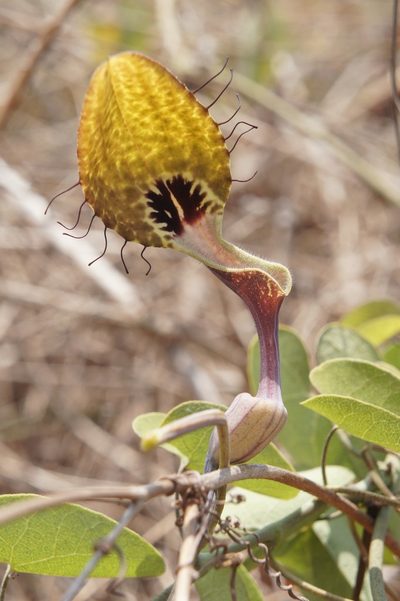 Aristolochia tentaculata, photographed by Juan Carlos Pérez Magaña