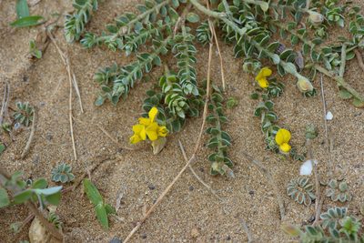 Crotalaria similis, photographed by Cheng-Tao Lin