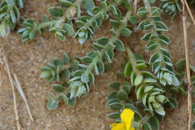 Crotalaria similis, photographed by Cheng-Tao Lin