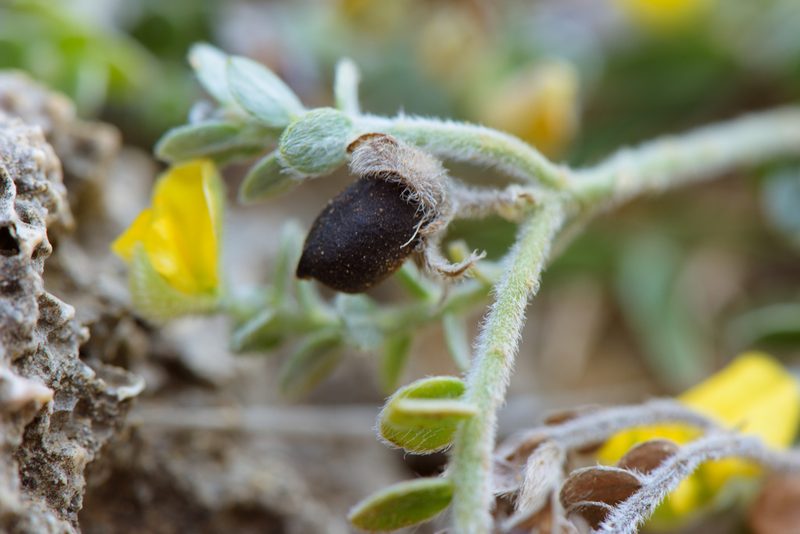 Crotalaria similis, photographed by Cheng-Tao Lin