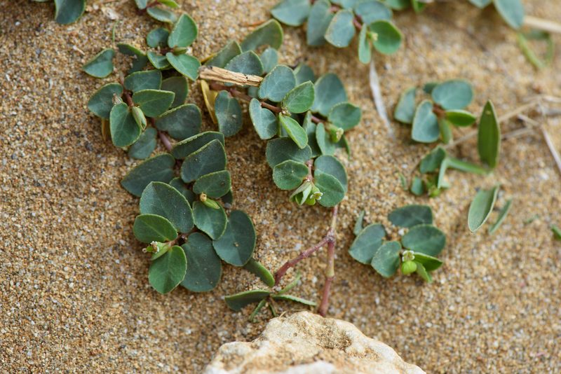 Euphorbia garanbiensis, photographed by Cheng-Tao Lin