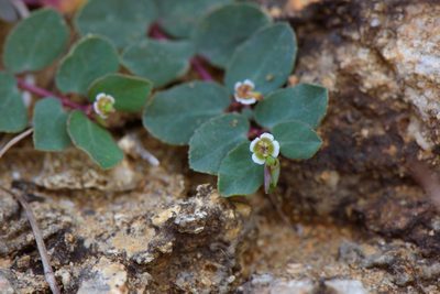 Euphorbia garanbiensis, photographed by Cheng-Tao Lin