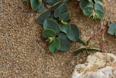 Euphorbia garanbiensis, photographed by Cheng-Tao Lin