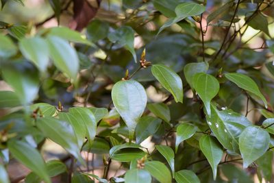 Lindera aggregata, photographed by Cheng-Tao Lin
