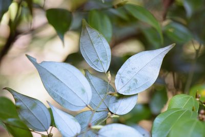Lindera aggregata, photographed by Cheng-Tao Lin