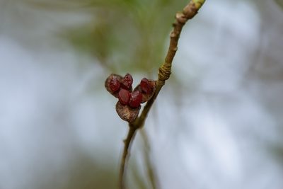 Pittosporum illicioides, photographed by Cheng-Tao Lin