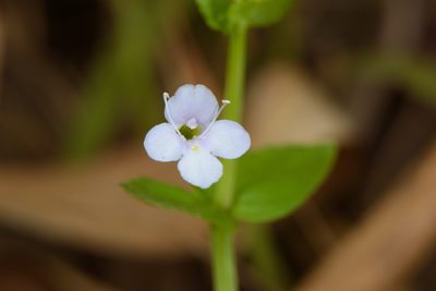 Torenia anagallis, photographed by Cheng-Tao Lin