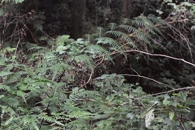 Pteris terminalis, photographed by harum.koh