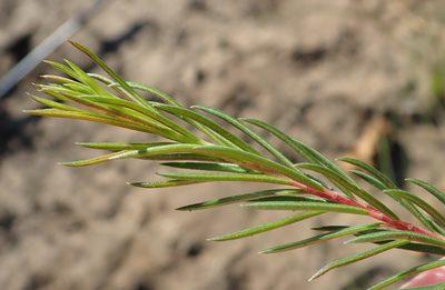 Acmadenia alternifolia, photographed by Nicola van Berkel