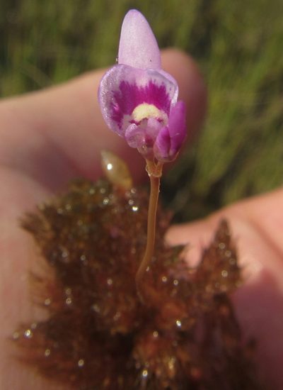 Utricularia benjaminiana, photographed by Robert Taylor