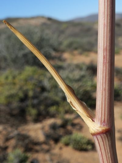 Cynorhiza typica, photographed by Kevin Murray