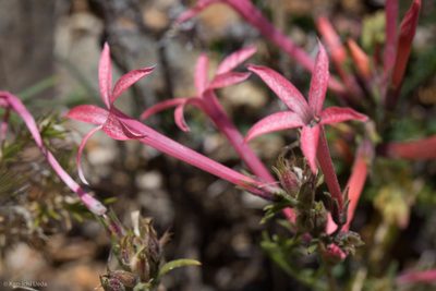 Ipomopsis tenuituba, photographed by Ken-ichi Ueda