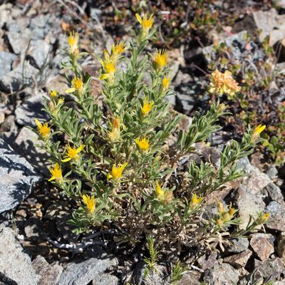 Ericameria suffruticosa, photographed by Ken-ichi Ueda