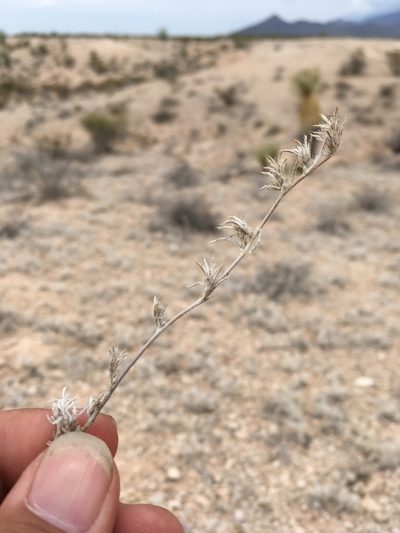Tiquilia gossypina, photographed by Cecelia Alexander