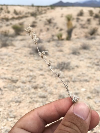 Tiquilia gossypina, photographed by Cecelia Alexander
