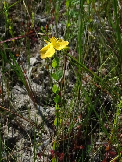 Hypericum denticulatum, photographed by Sandra Keller