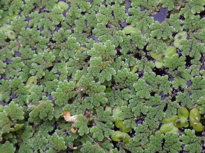 Azolla cristata, photographed by Alie / C.A. Kratzer