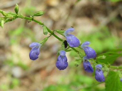 Salvia languidula, photographed by Francisco Farriols Sarabia