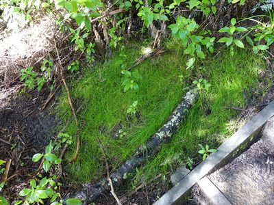 Isolepis reticularis, photographed by Jacqui Geux