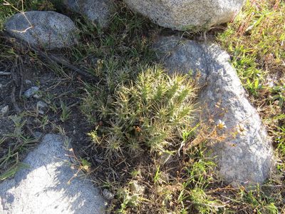 Tephrocactus verschaffeltii, photographed by Leonel Roget