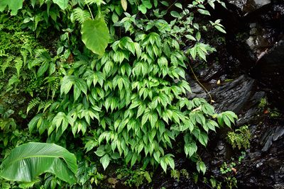 Elatostema platyphyllum, photographed by 楊富鈞