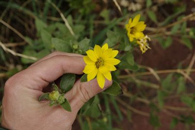 Helianthus pumilus, photographed by Eric Knight
