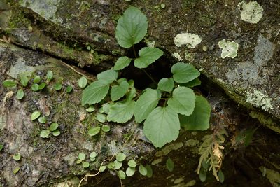 Hilliella rivulorum, photographed by 楊富鈞