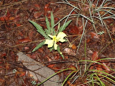 Oenothera flava, photographed by Gordon C. Snelling