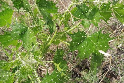 Cnidoscolus angustidens, photographed by Andalyne Tofflemire