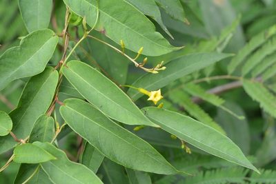 Mandevilla tubiflora, photographed by Neptalí Ramírez Marcial