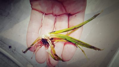 Isoetes echinospora, photographed by Norma Malinowski