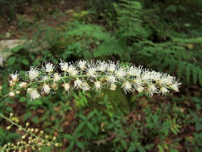 Actaea podocarpa, photographed by Miguel Vieira